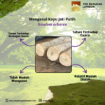 4 Keunggulan Kayu Jati Putih dan Cara Merawatnya